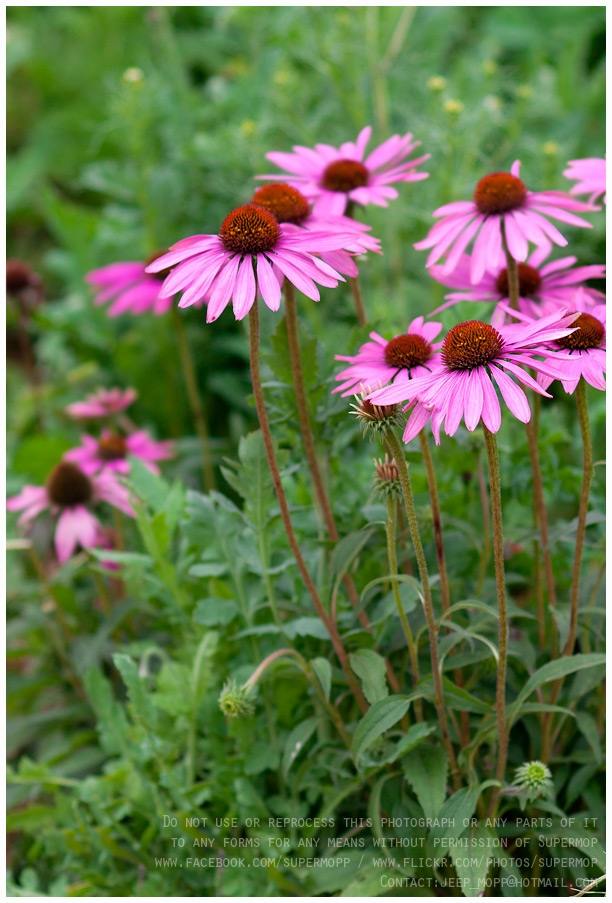 ภาพดอกไม้สวยๆ HD-3D-Wallpapers-Backgrounds (Flower)ภาพพื้นหลัง พักหน้าจอ No.15