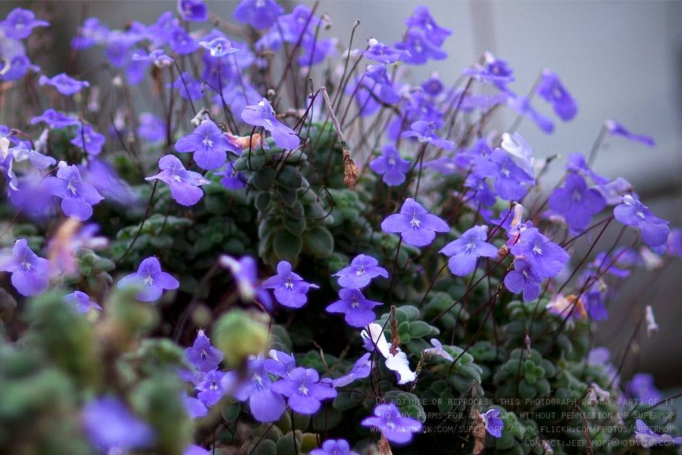 ภาพดอกไม้สวยๆ HD-3D-Wallpapers-Backgrounds (Flower)ภาพพื้นหลัง พักหน้าจอ No.15