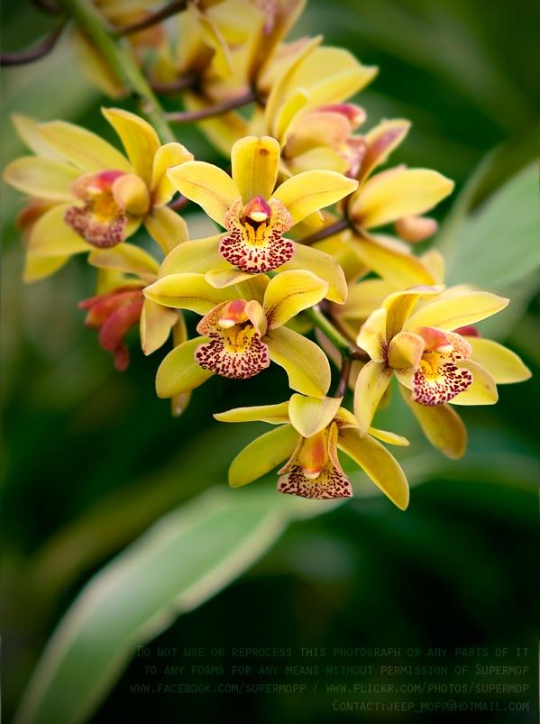 ภาพดอกไม้สวยๆ HD-3D-Wallpapers-Backgrounds (Flower)ภาพพื้นหลัง พักหน้าจอ No.15