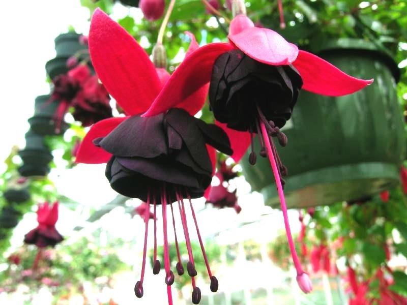 ภาพดอกไม้สวยๆ HD-3D-Wallpapers-Backgrounds (Flower)ภาพพื้นหลัง พักหน้าจอ No.15