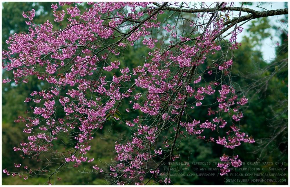 ภาพดอกไม้สวยๆ HD-3D-Wallpapers-Backgrounds (Flower)ภาพพื้นหลัง พักหน้าจอ No.15