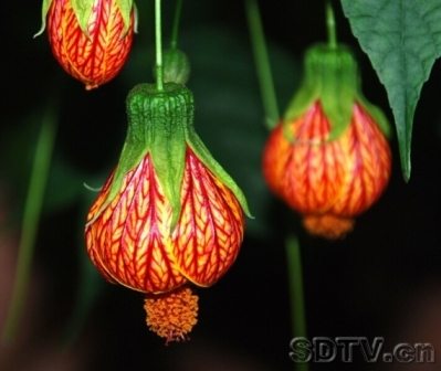ภาพดอกไม้สวยๆ HD-3D-Wallpapers-Backgrounds (Flower)ภาพพื้นหลัง พักหน้าจอ No.15