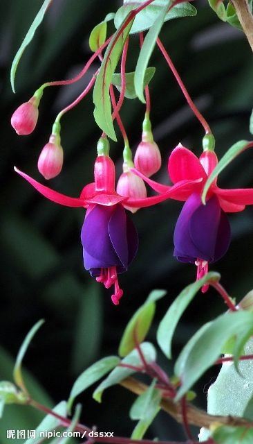 ภาพดอกไม้สวยๆ HD-3D-Wallpapers-Backgrounds (Flower)ภาพพื้นหลัง พักหน้าจอ No.15