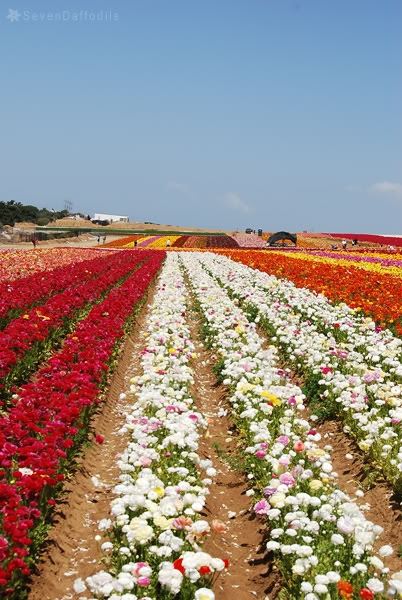 ภาพดอกไม้สวยๆ HD-3D-Wallpapers-Backgrounds (Flower)ภาพพื้นหลัง พักหน้าจอ No.16