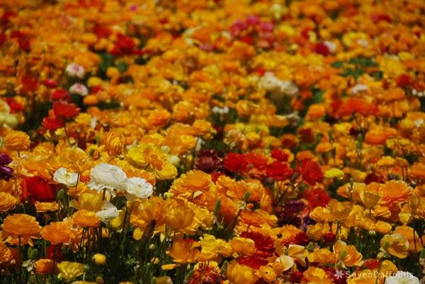 ภาพดอกไม้สวยๆ HD-3D-Wallpapers-Backgrounds (Flower)ภาพพื้นหลัง พักหน้าจอ No.16