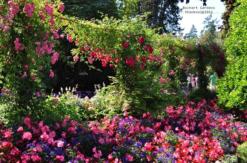 ภาพดอกไม้สวยๆ HD-3D-Wallpapers-Backgrounds (Flower)ภาพพื้นหลัง พักหน้าจอ No.16