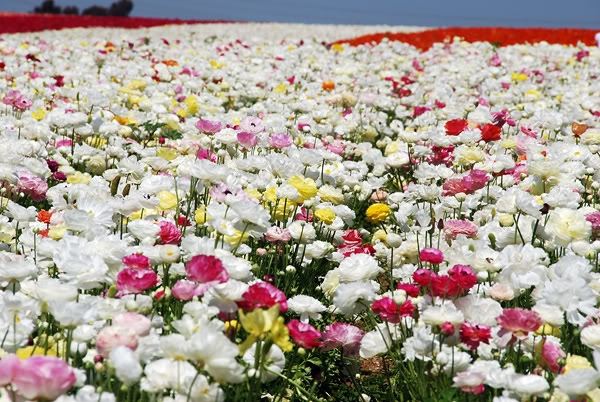 ภาพดอกไม้สวยๆ HD-3D-Wallpapers-Backgrounds (Flower)ภาพพื้นหลัง พักหน้าจอ No.16