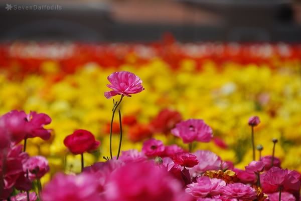 ภาพดอกไม้สวยๆ HD-3D-Wallpapers-Backgrounds (Flower)ภาพพื้นหลัง พักหน้าจอ No.16