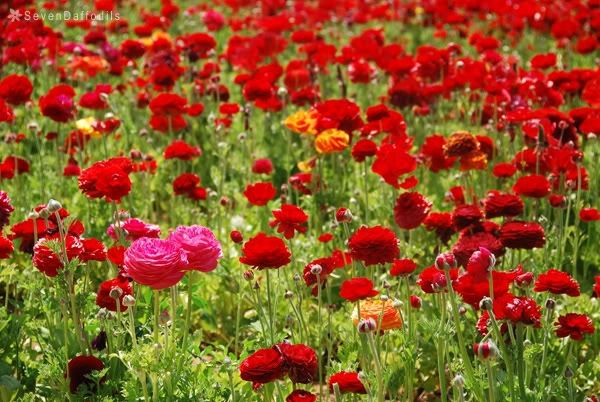 ภาพดอกไม้สวยๆ HD-3D-Wallpapers-Backgrounds (Flower)ภาพพื้นหลัง พักหน้าจอ No.16