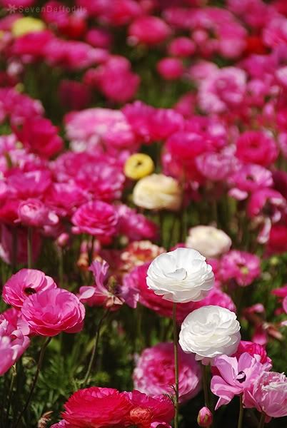 ภาพดอกไม้สวยๆ HD-3D-Wallpapers-Backgrounds (Flower)ภาพพื้นหลัง พักหน้าจอ No.16