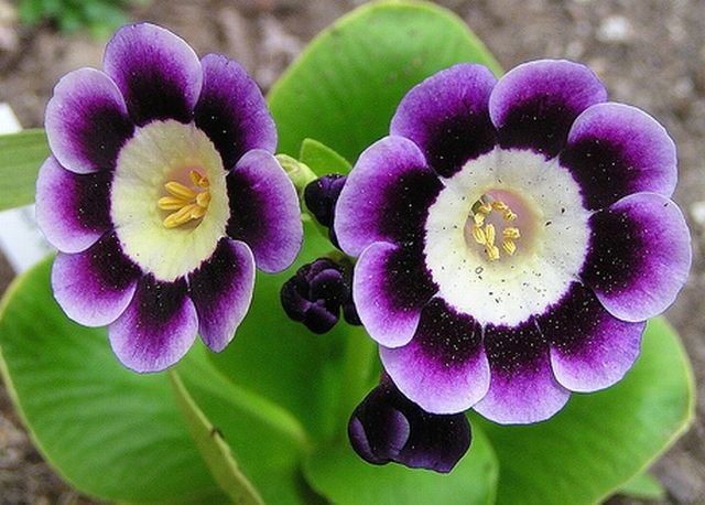 ภาพดอกไม้สวยๆ HD-3D-Wallpapers-Backgrounds (Flower)ภาพพื้นหลัง พักหน้าจอ No.16