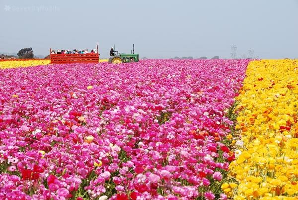 ภาพดอกไม้สวยๆ HD-3D-Wallpapers-Backgrounds (Flower)ภาพพื้นหลัง พักหน้าจอ No.16