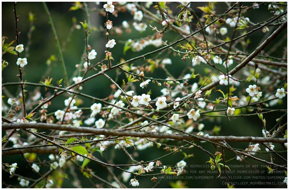 ภาพดอกไม้สวยๆ HD-3D-Wallpapers-Backgrounds (Flower)ภาพพื้นหลัง พักหน้าจอ No.16