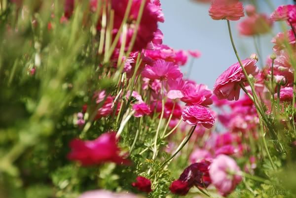 ภาพดอกไม้สวยๆ HD-3D-Wallpapers-Backgrounds (Flower)ภาพพื้นหลัง พักหน้าจอ No.16