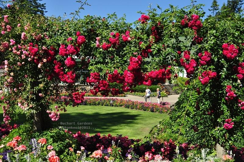 ภาพดอกไม้สวยๆ HD-3D-Wallpapers-Backgrounds (Flower)ภาพพื้นหลัง พักหน้าจอ No.16