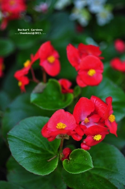 ภาพดอกไม้สวยๆ HD-3D-Wallpapers-Backgrounds (Flower)ภาพพื้นหลัง พักหน้าจอ No.16