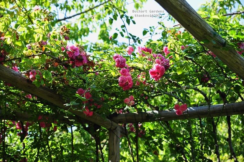 ภาพดอกไม้สวยๆ HD-3D-Wallpapers-Backgrounds (Flower)ภาพพื้นหลัง พักหน้าจอ No.16