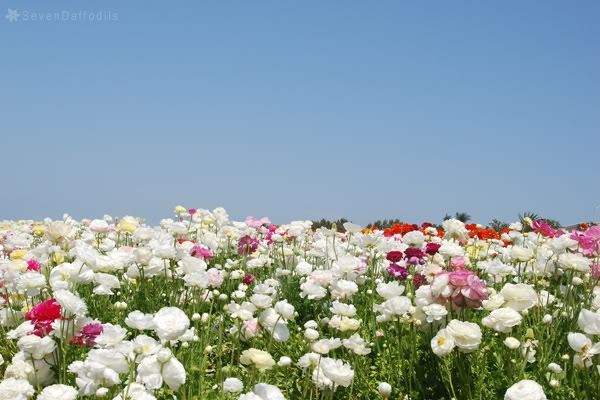 ภาพดอกไม้สวยๆ HD-3D-Wallpapers-Backgrounds (Flower)ภาพพื้นหลัง พักหน้าจอ No.16
