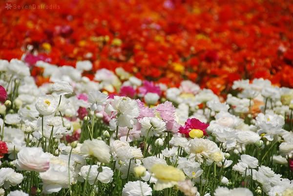 ภาพดอกไม้สวยๆ HD-3D-Wallpapers-Backgrounds (Flower)ภาพพื้นหลัง พักหน้าจอ No.16