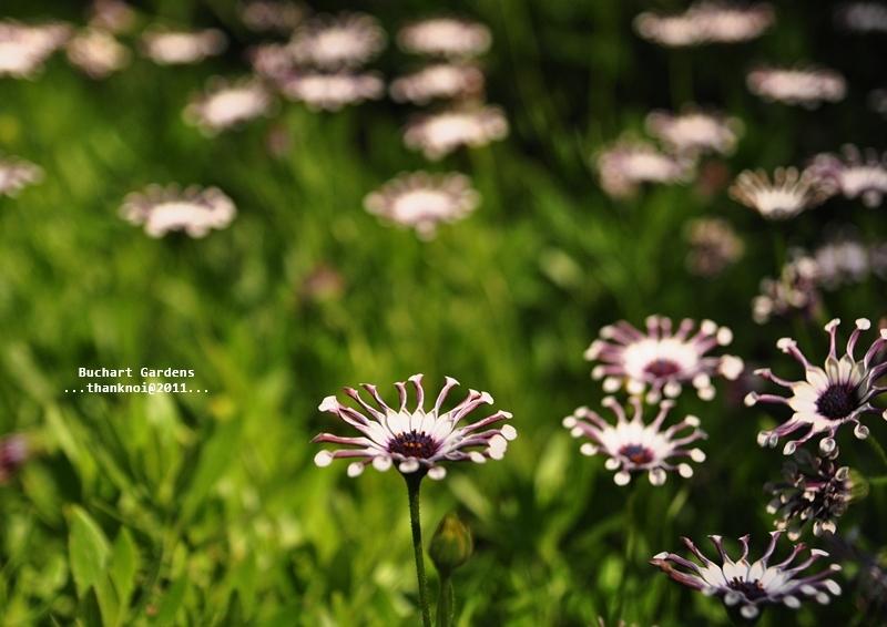 ภาพดอกไม้สวยๆ HD-3D-Wallpapers-Backgrounds (Flower)ภาพพื้นหลัง พักหน้าจอ No.16