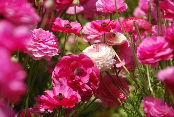 ภาพดอกไม้สวยๆ HD-3D-Wallpapers-Backgrounds (Flower)ภาพพื้นหลัง พักหน้าจอ No.16