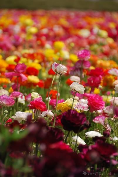ภาพดอกไม้สวยๆ HD-3D-Wallpapers-Backgrounds (Flower)ภาพพื้นหลัง พักหน้าจอ No.17