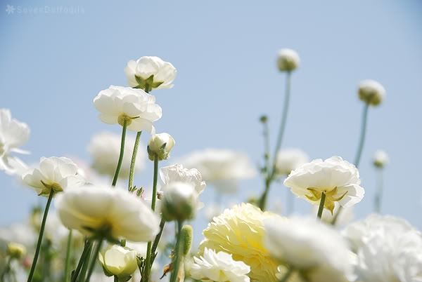ภาพดอกไม้สวยๆ HD-3D-Wallpapers-Backgrounds (Flower)ภาพพื้นหลัง พักหน้าจอ No.17