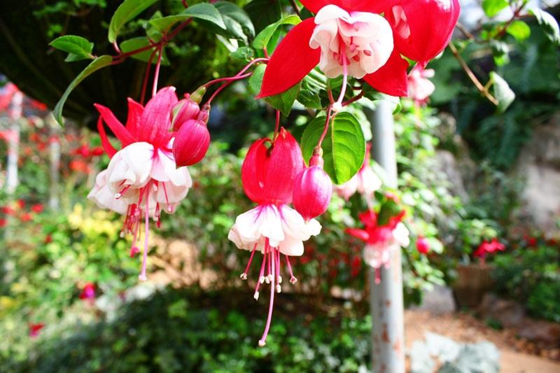 ภาพดอกไม้สวยๆ HD-3D-Wallpapers-Backgrounds (Flower)ภาพพื้นหลัง พักหน้าจอ No.17