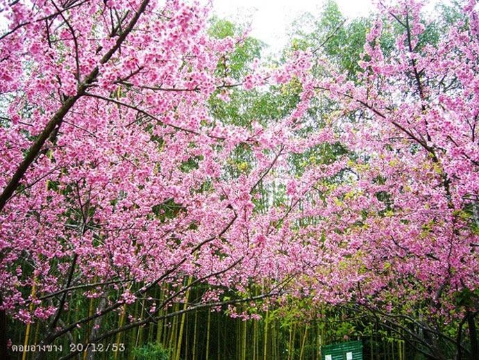 ภาพดอกไม้สวยๆ HD-3D-Wallpapers-Backgrounds (Flower)ภาพพื้นหลัง พักหน้าจอ No.17