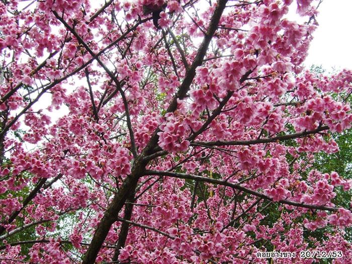 ภาพดอกไม้สวยๆ HD-3D-Wallpapers-Backgrounds (Flower)ภาพพื้นหลัง พักหน้าจอ No.17
