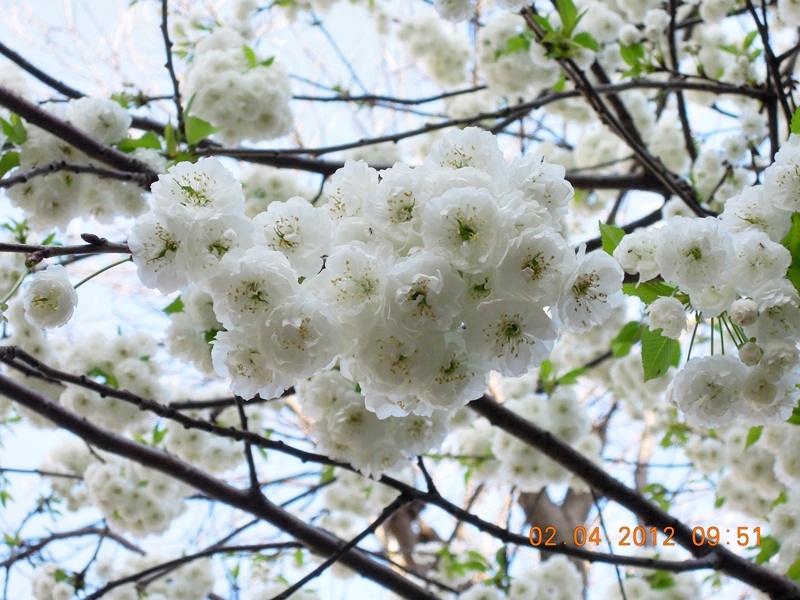 ภาพดอกไม้สวยๆ HD-3D-Wallpapers-Backgrounds (Flower)ภาพพื้นหลัง พักหน้าจอ No.17