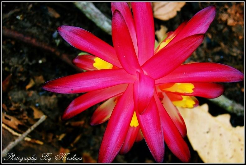 ภาพดอกไม้สวยๆ HD-3D-Wallpapers-Backgrounds (Flower)ภาพพื้นหลัง พักหน้าจอ No.17