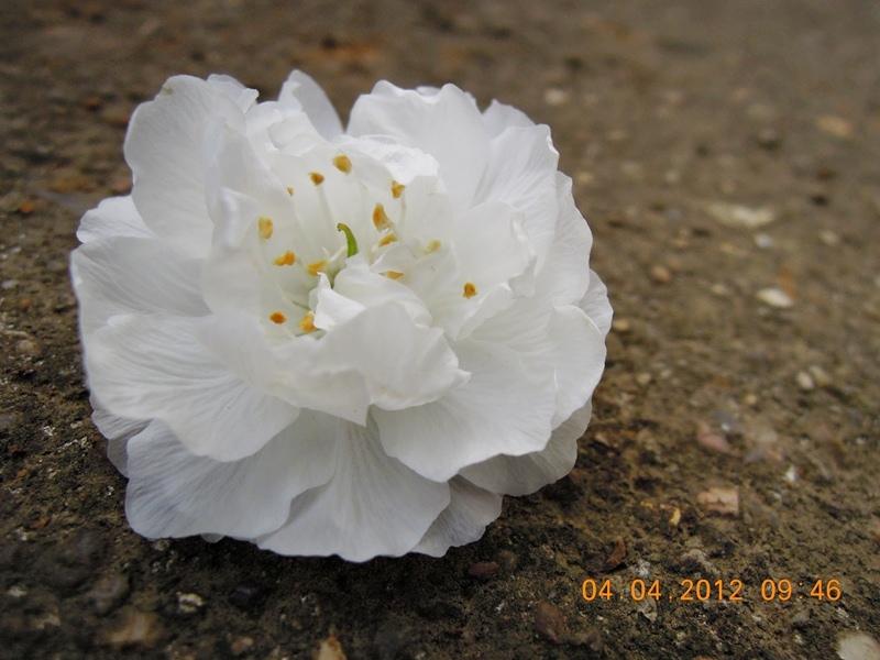 ภาพดอกไม้สวยๆ HD-3D-Wallpapers-Backgrounds (Flower)ภาพพื้นหลัง พักหน้าจอ No.17
