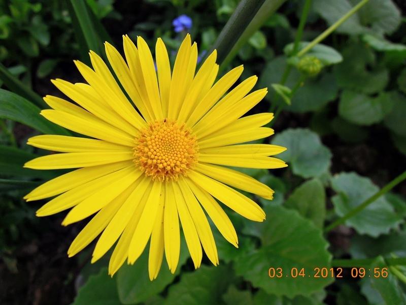 ภาพดอกไม้สวยๆ HD-3D-Wallpapers-Backgrounds (Flower)ภาพพื้นหลัง พักหน้าจอ No.17