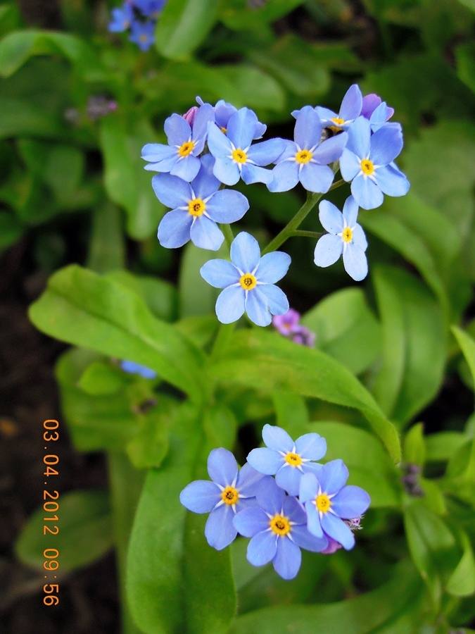 ภาพดอกไม้สวยๆ HD-3D-Wallpapers-Backgrounds (Flower)ภาพพื้นหลัง พักหน้าจอ No.17