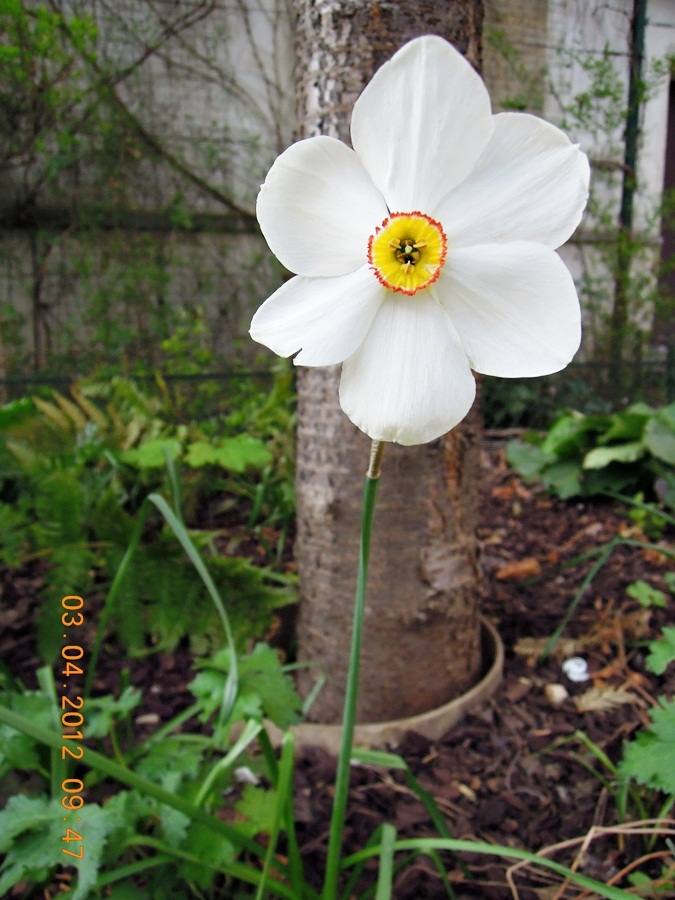 ภาพดอกไม้สวยๆ HD-3D-Wallpapers-Backgrounds (Flower)ภาพพื้นหลัง พักหน้าจอ No.17
