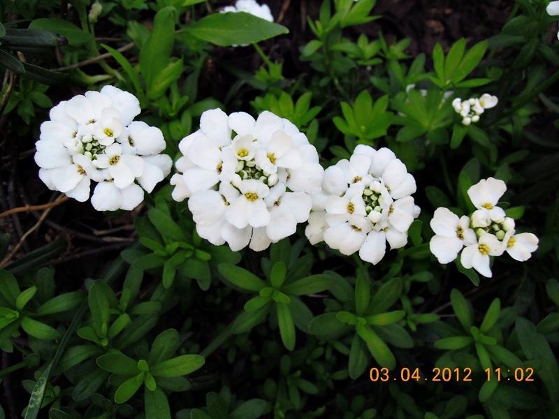 ภาพดอกไม้สวยๆ HD-3D-Wallpapers-Backgrounds (Flower)ภาพพื้นหลัง พักหน้าจอ No.17