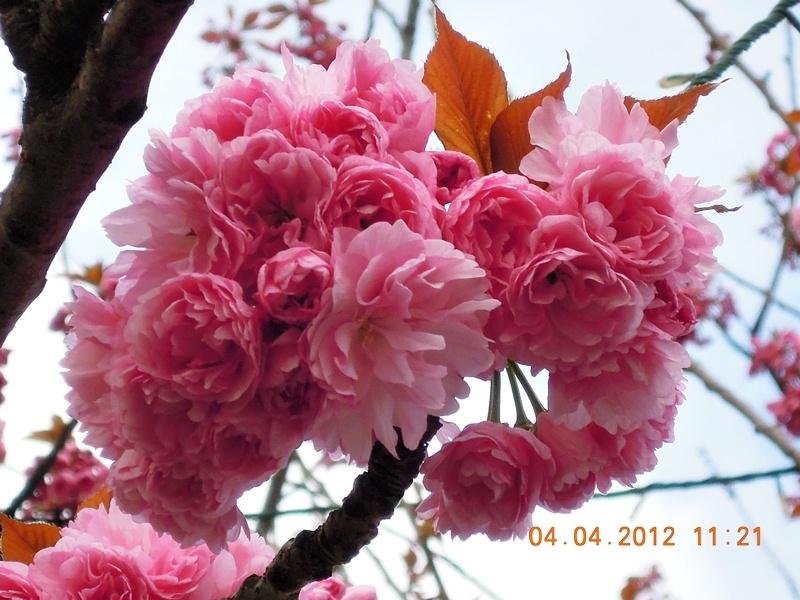 ภาพดอกไม้สวยๆ HD-3D-Wallpapers-Backgrounds (Flower)ภาพพื้นหลัง พักหน้าจอ No.17