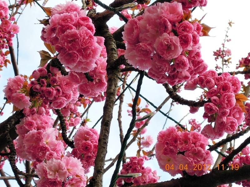 ภาพดอกไม้สวยๆ HD-3D-Wallpapers-Backgrounds (Flower)ภาพพื้นหลัง พักหน้าจอ No.17