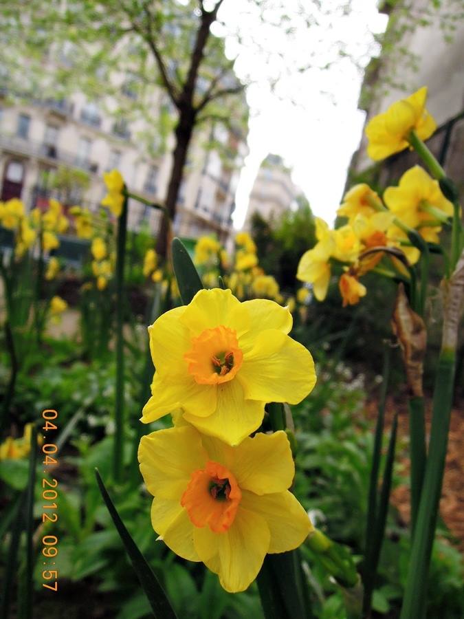 ภาพดอกไม้สวยๆ HD-3D-Wallpapers-Backgrounds (Flower)ภาพพื้นหลัง พักหน้าจอ No.17