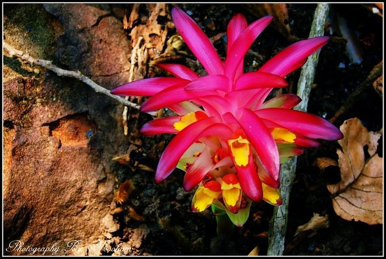 ภาพดอกไม้สวยๆ HD-3D-Wallpapers-Backgrounds (Flower)ภาพพื้นหลัง พักหน้าจอ No.17