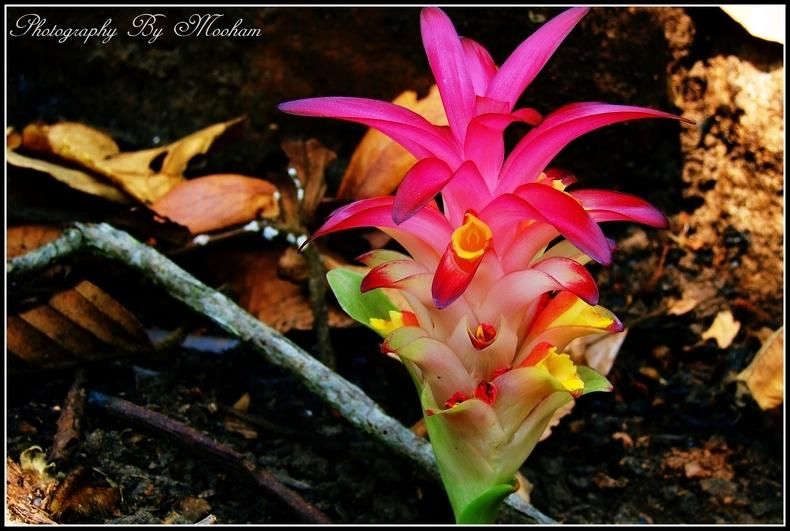 ภาพดอกไม้สวยๆ HD-3D-Wallpapers-Backgrounds (Flower)ภาพพื้นหลัง พักหน้าจอ No.17