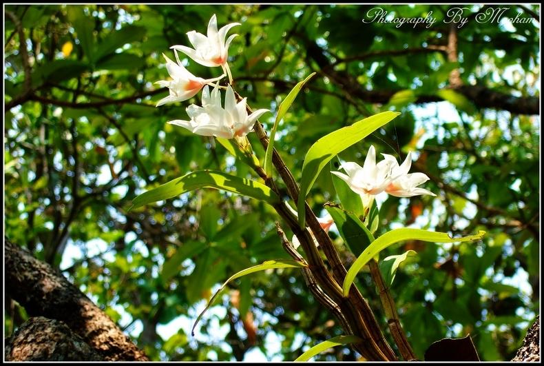 ภาพดอกไม้สวยๆ HD-3D-Wallpapers-Backgrounds (Flower)ภาพพื้นหลัง พักหน้าจอ No.17
