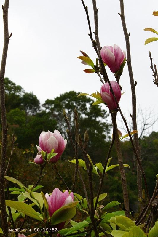 ภาพดอกไม้สวยๆ HD-3D-Wallpapers-Backgrounds (Flower)ภาพพื้นหลัง พักหน้าจอ No.17
