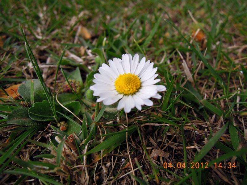 ภาพดอกไม้สวยๆ HD-3D-Wallpapers-Backgrounds (Flower)ภาพพื้นหลัง พักหน้าจอ No.18