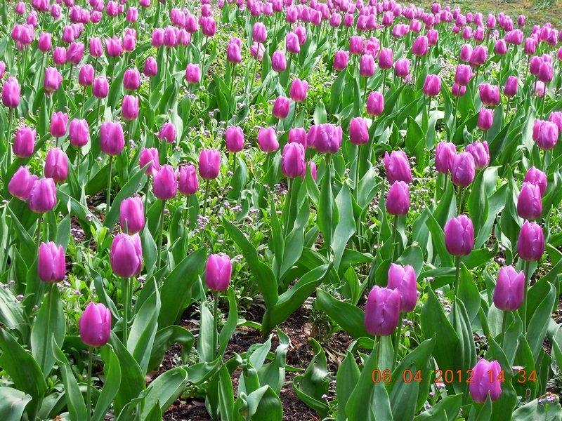 ภาพดอกไม้สวยๆ HD-3D-Wallpapers-Backgrounds (Flower)ภาพพื้นหลัง พักหน้าจอ No.18