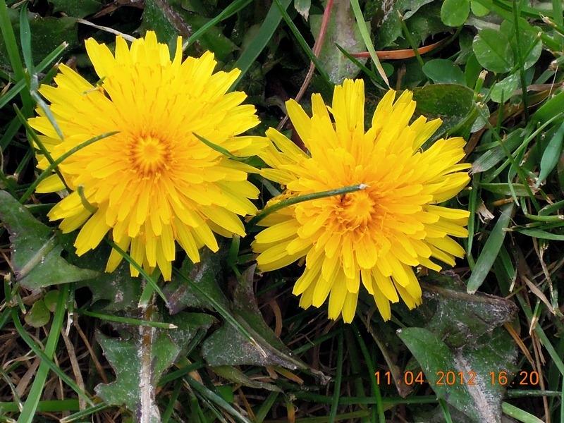 ภาพดอกไม้สวยๆ HD-3D-Wallpapers-Backgrounds (Flower)ภาพพื้นหลัง พักหน้าจอ No.18