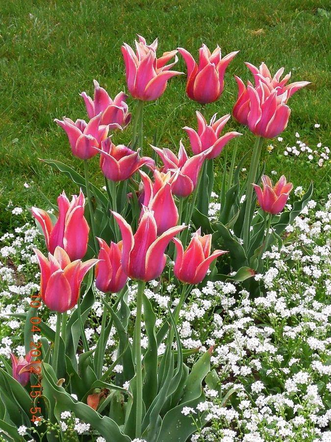 ภาพดอกไม้สวยๆ HD-3D-Wallpapers-Backgrounds (Flower)ภาพพื้นหลัง พักหน้าจอ No.18