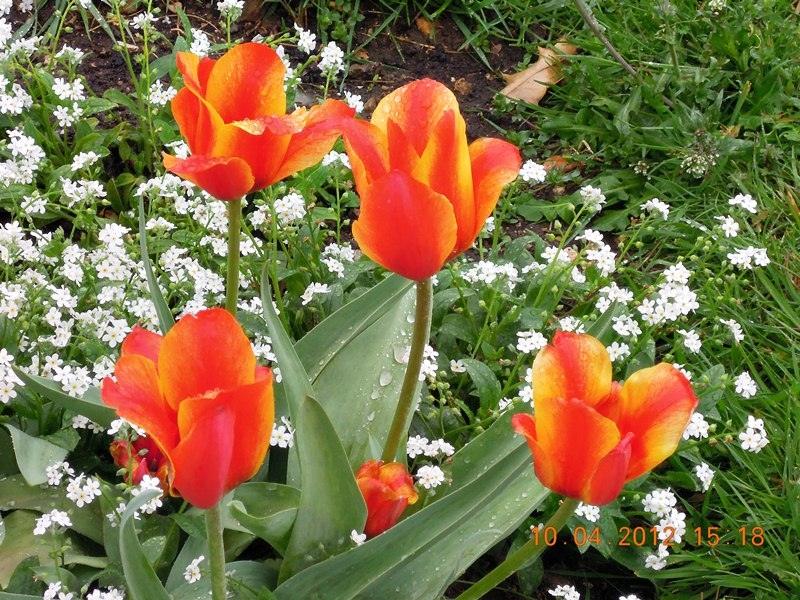 ภาพดอกไม้สวยๆ HD-3D-Wallpapers-Backgrounds (Flower)ภาพพื้นหลัง พักหน้าจอ No.18