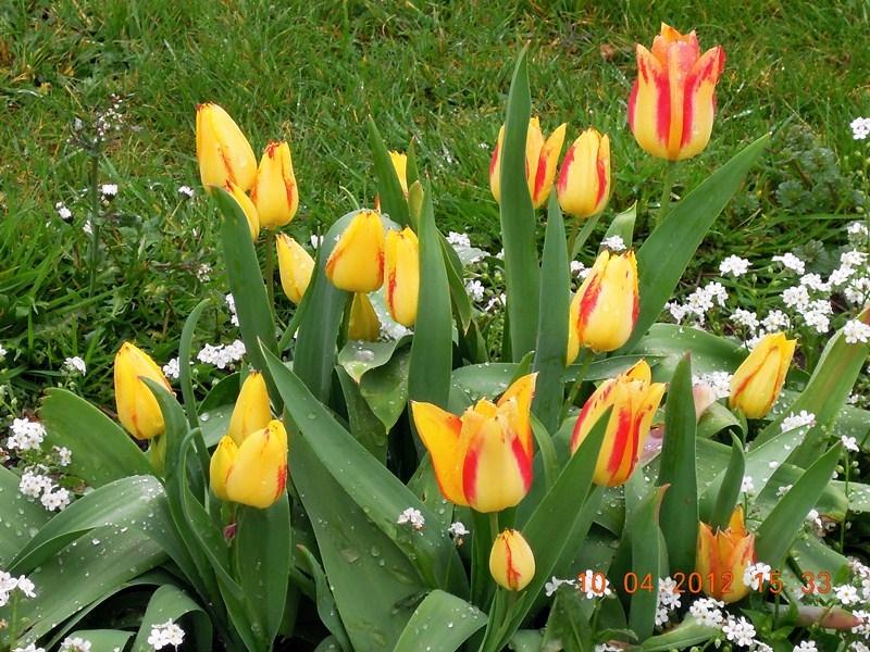 ภาพดอกไม้สวยๆ HD-3D-Wallpapers-Backgrounds (Flower)ภาพพื้นหลัง พักหน้าจอ No.18